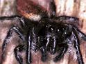Carrhotus_xanthogramma_F1708_Z_78_Les Gris_Frankrijk